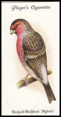 19 Redpoll Bullfinch Hybrid